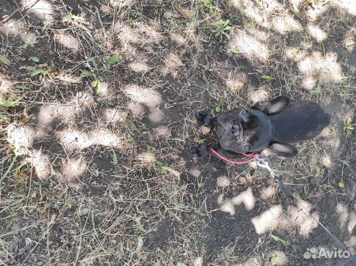 Французский бульдог РКФ