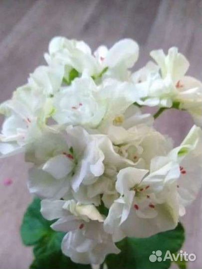 Герани, герань ангел