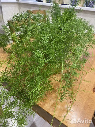 Аспорагуса Шпренгера