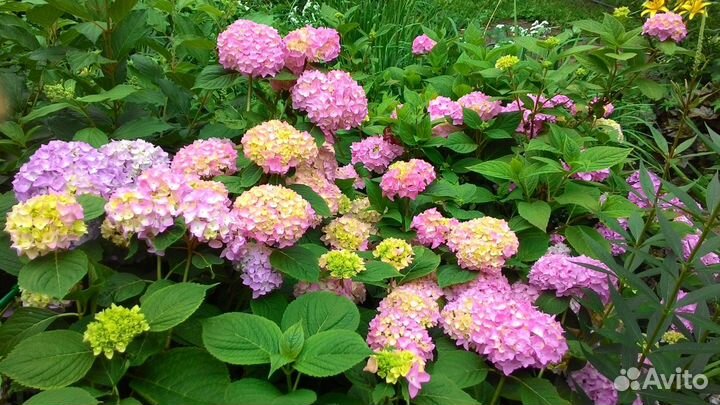 Гортензии из своего сада