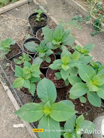 Черенки гортензии крупнолистной, метельч, голубики