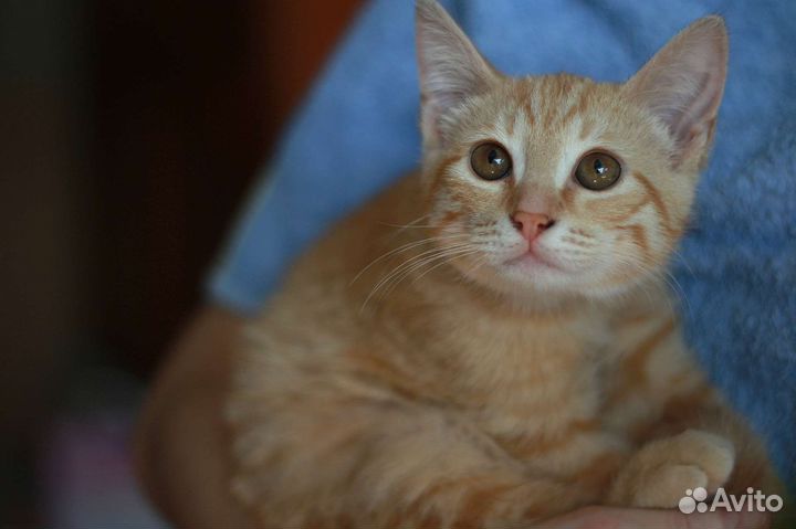 Рыжий котенок ищет дом