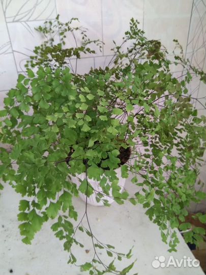 Адиантум венерин волос