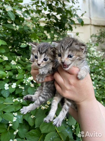 Котята бесплатно