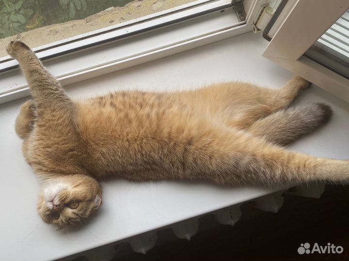 Кошка золотая шиншилла