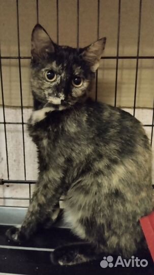 Кошка черепашка