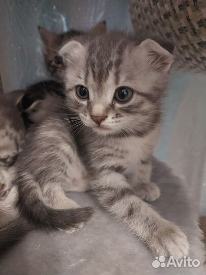 Британские вислоухие котята