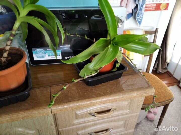 Каллизия душистая, или Золотой Ус