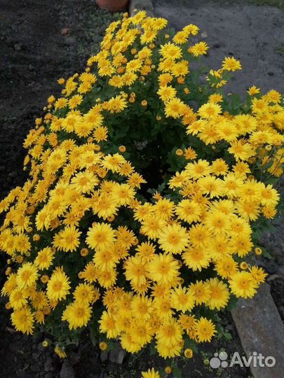 Хризантемы