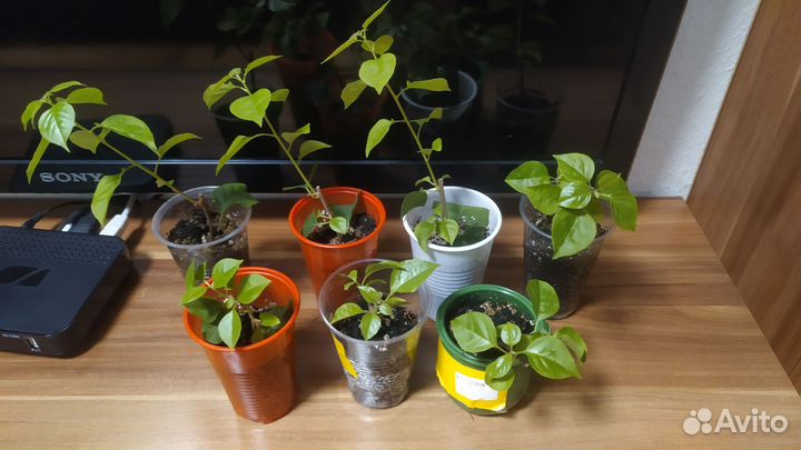 Бугенвиллия сортовая