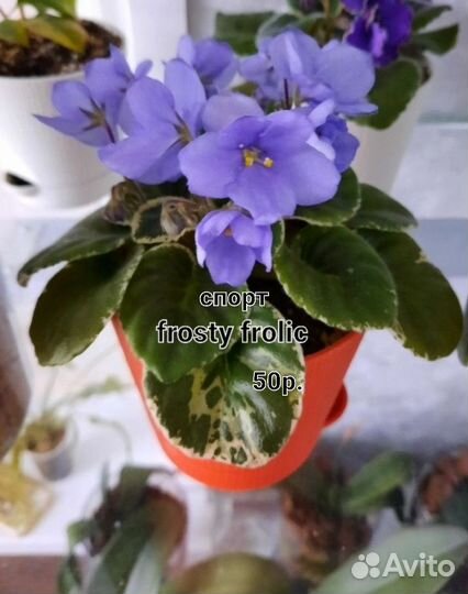 Фиалки сортовые