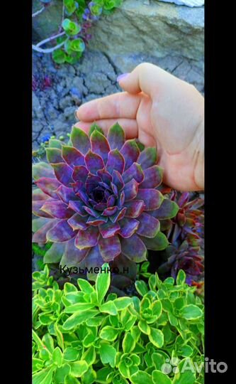 Набор каменных роз