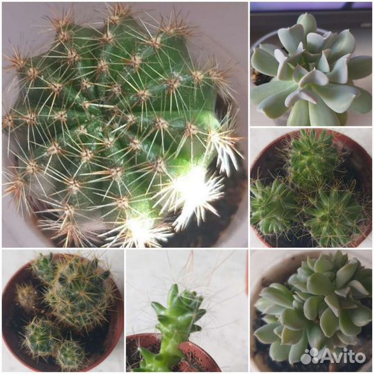 Кактусы и суккуленты