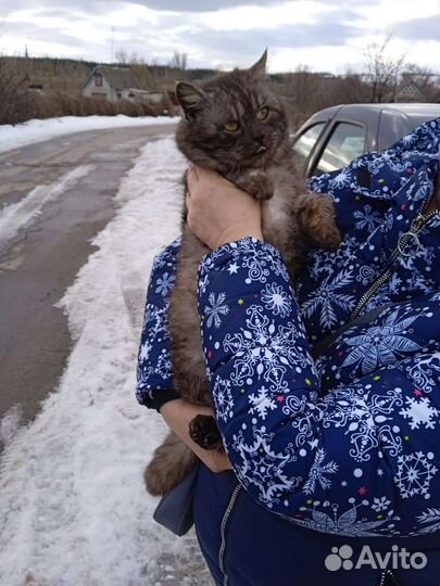 Шикарный кот для Вас