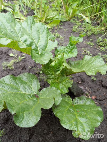 Ревень корень