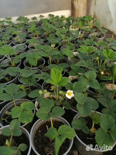 Рассада клубники