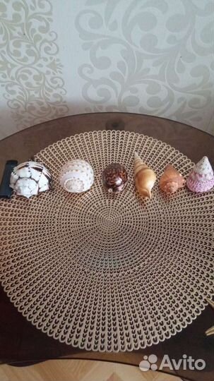 Морские ракушки