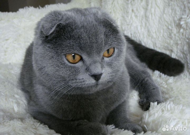 Британская