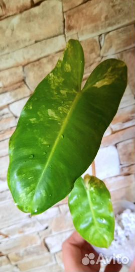 Филодендроны сортовые