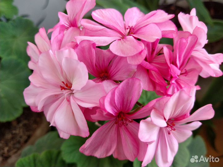 Пеларгония зональная Occold Lagoon