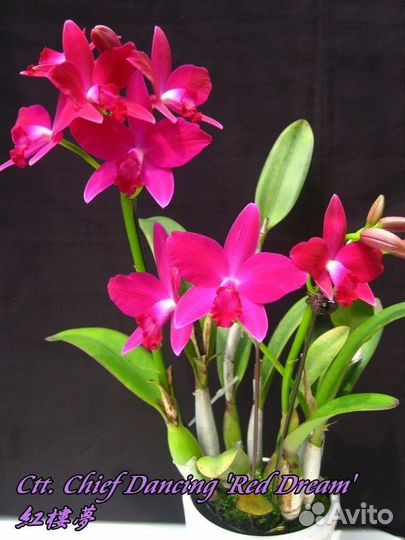 Орхидея Каттлея Chief Dancing Red Dream