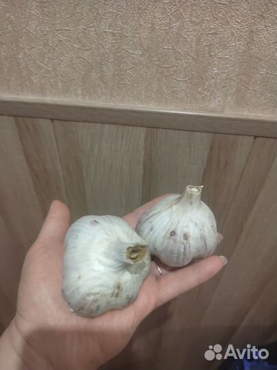 Продам чеснок