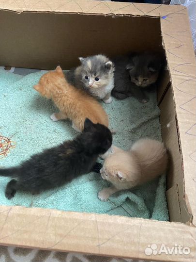 Отдам милых котят в добрые руки