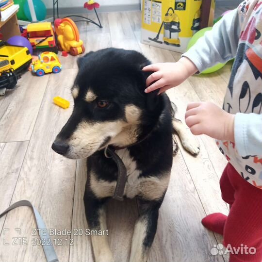 Собака охотница бесплатно в добрые руки