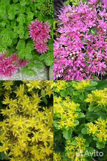 Многолетние почвопокровные растения и примулы