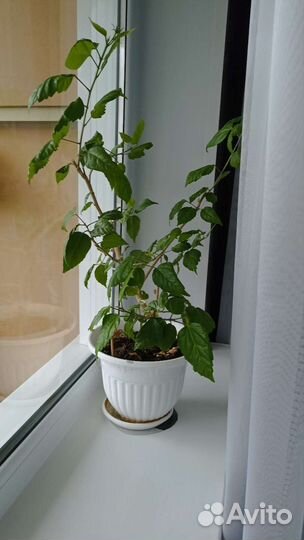 Большой комнатный цветок