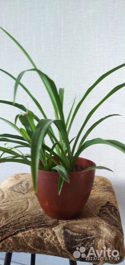 Комнатные растения