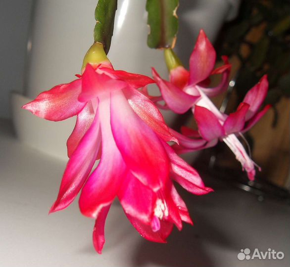 Декабрист шлюмбергера