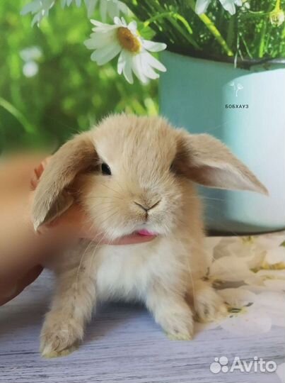 Крольчата и кролики карликовых пород для вас