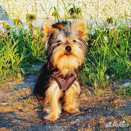 Йоркширский терьер ищет девочку для вязки