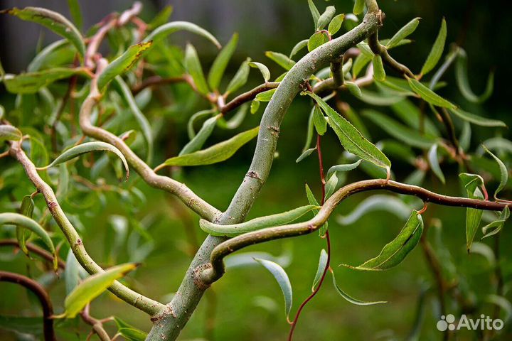 Живая изгородь Пузыреплодник Форзиция Ива Бирючина