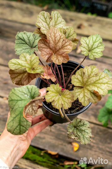 Гейхера, медуница, хоста, осока, многолетники