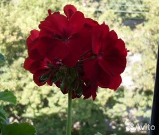 Пеларгония герань