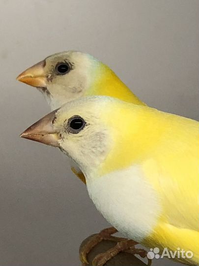 Амадины гульда