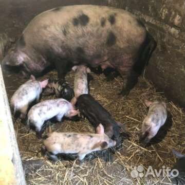 Поросята кораллы