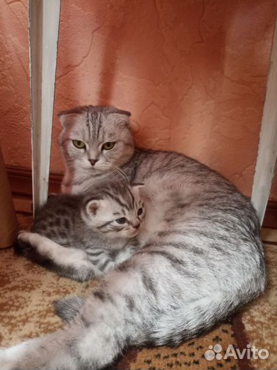 Котёнок шотландская вислоухая
