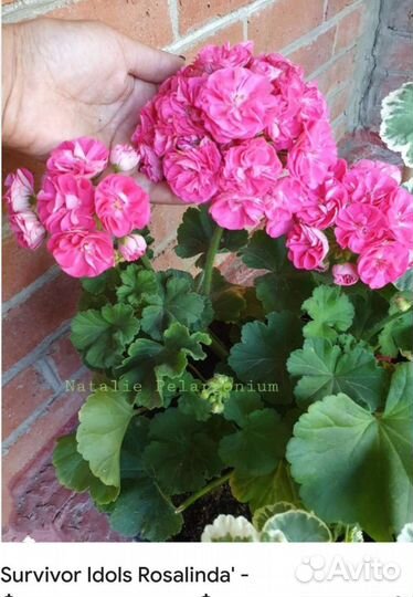 Пеларгония герань сортовая