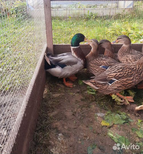 Селезень дикой утки