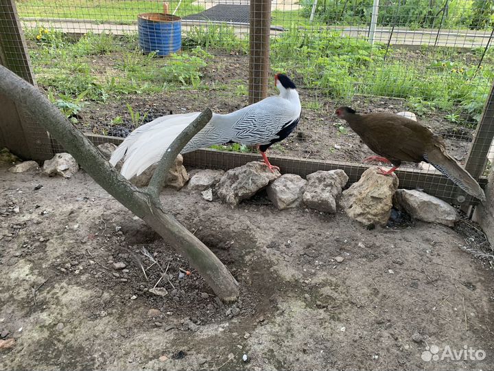 Яйцо фазана