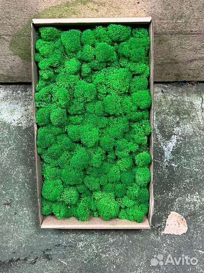 Стабилизированный мох для панно