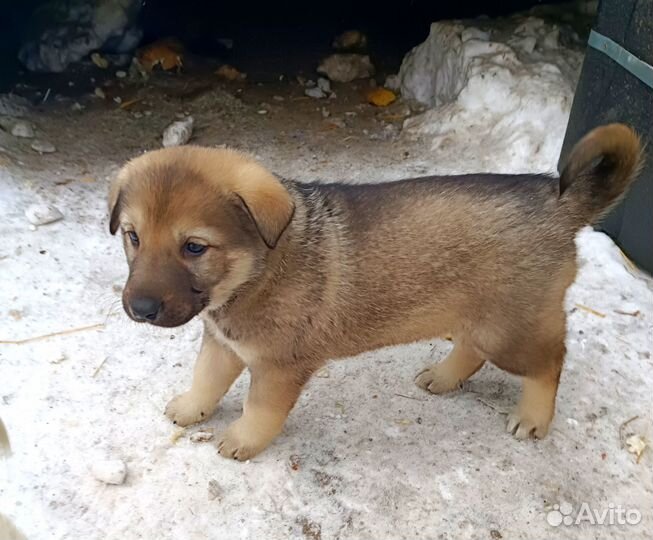 Собака в добрые руки щенок маленький
