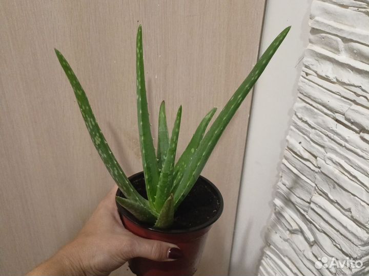 Алое Вера растение