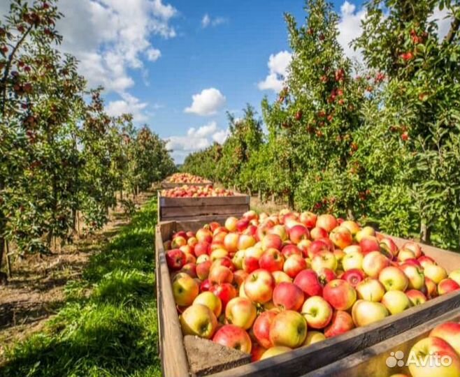 Сборщик яблок