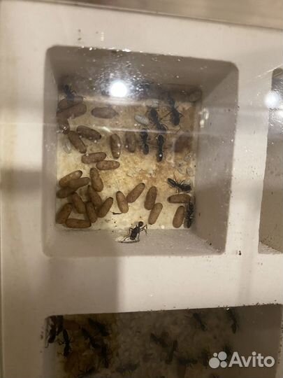 Odontoponera transversa