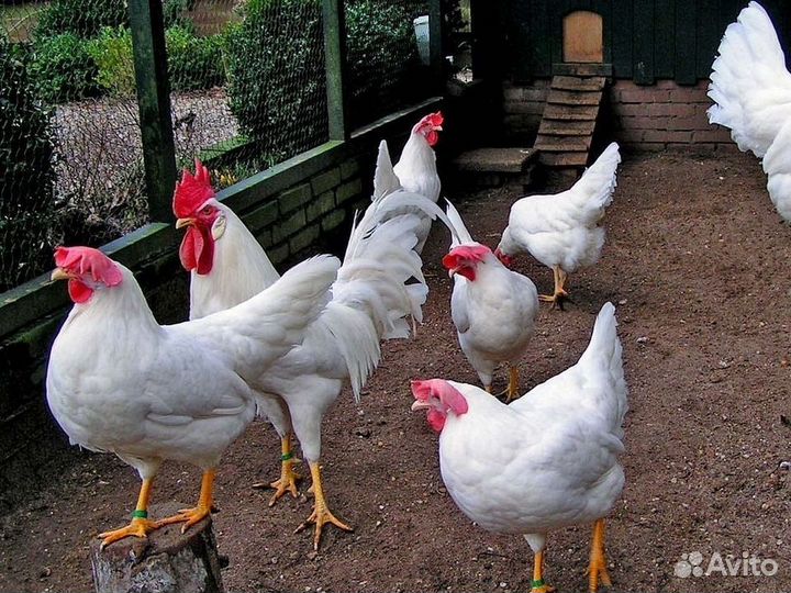 Куры несушки