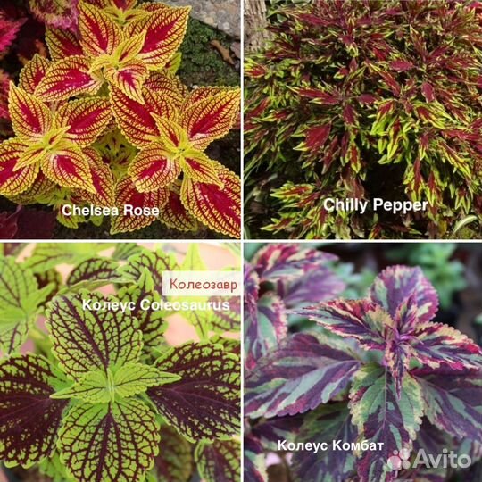 Колеус вегетативный эксклюзив